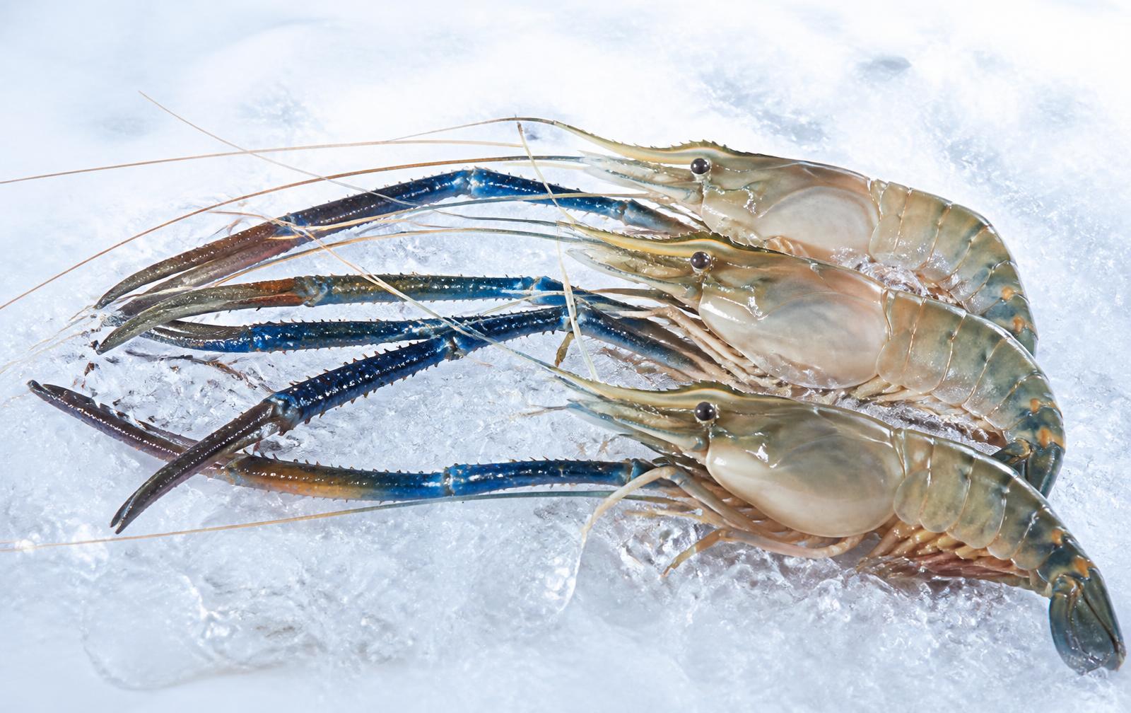 Giant freshwater prawns resting on crushed ice